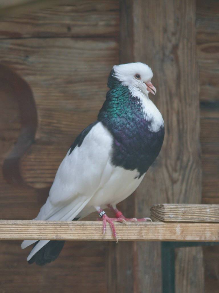 2017-07-02 AT Wien 13 Hietzing, Schlosspark Schönbrunn @ Tiergarten Schönbrunn, Columba livia f. domestica by Paul Korecky is licensed under CC BY-SA 2.0.